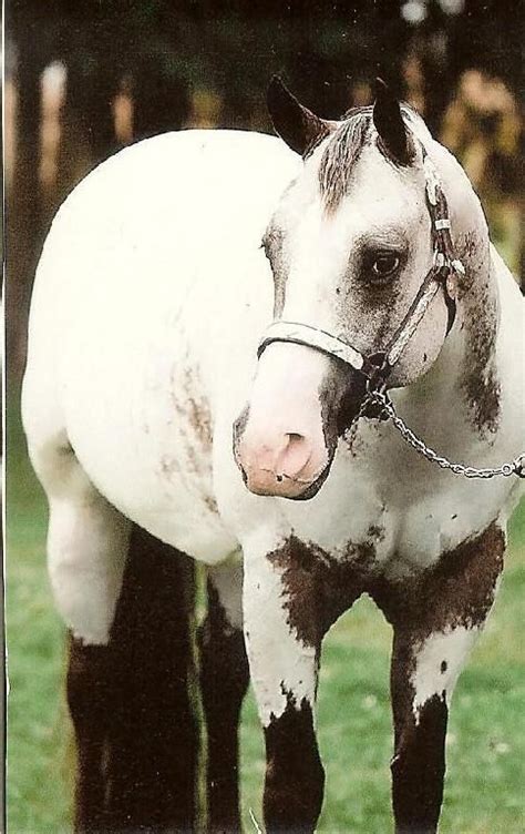 Mystic Milly - Bay few spot Leopard Appaloosa Mare. 2011 Champion. beautiful mare | Appaloosa ...