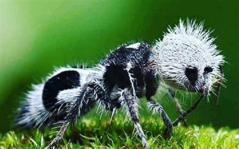 15 Fascinating Creatures That Look Like They Belong To Another Planet