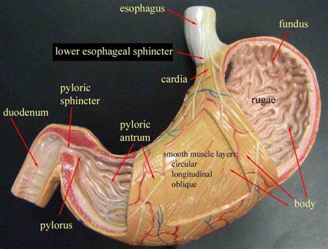 Labeled Human Torso Model Diagram / Torso Digestive Superficial - Human ...