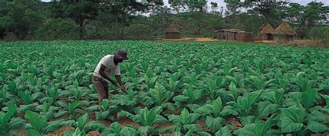 Mpofu’s success story in tobacco farming | The Sunday News