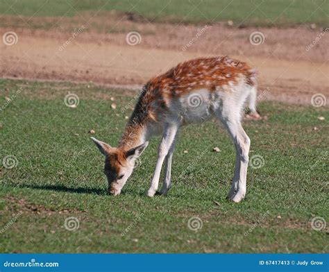 Fallow Deer Fawn Grazing stock image. Image of grazing - 67417413