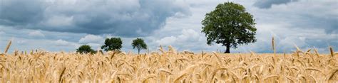 Threshing sledge 2 Photo by Kai Pilger on Unsplash | The Threshing Sledge.