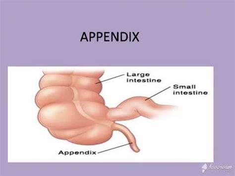 Human Body Anatomy Appendix