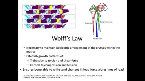 Bone Growth and Adaptation-Wolff's Law Schematic - YouTube