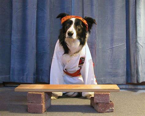 Karate dog | Flickr - Photo Sharing!