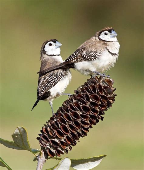 Pin by Barb Rice on Birds | Australian native birds, Beautiful birds, Birds