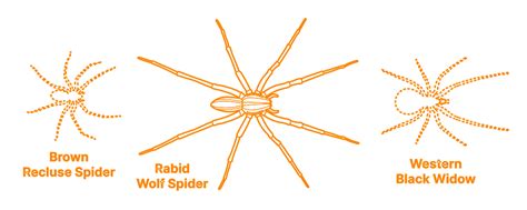 Rabid Wolf Spider (Rabidosa rabida) Dimensions & Drawings | Dimensions.com