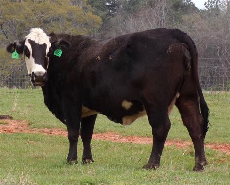 46 Crossbred Cows - Angus - Black Baldy - Brangus For Sale in Wilsonville, Alabama ...