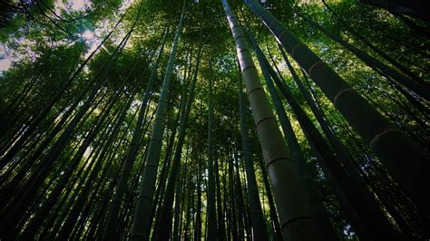 Bamboo Forest Iphone Wallpaper - All Phone Wallpaper HD