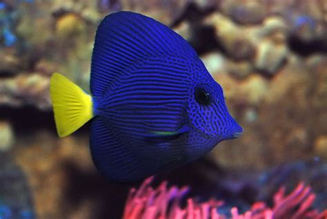 Pin by Reef2Reef.com on Saltwater and Reef Aquarium Corals | Tang fish, Saltwater aquarium fish ...