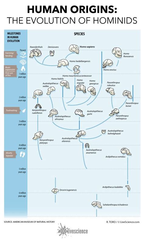 Human Origins: How Hominids Evolved (Infographic) | Evolution science, Human evolution, Evolution