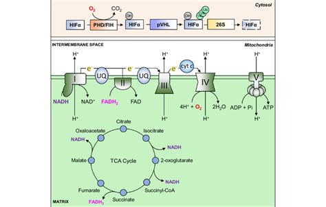 Atp Synthesis Diagram