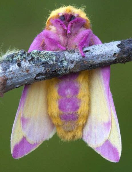 Unusual Insects and Animals That Are Naturally Colorful (50 pics) - Izismile.com