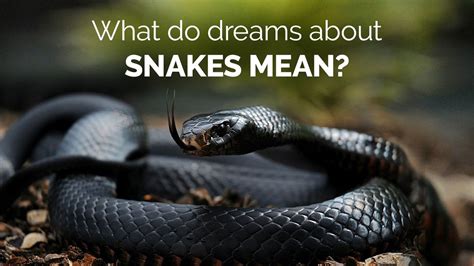 What Snakes Mean and Symbolize in Dreams | Guy Counseling