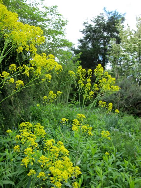 Photo #56319 | Isatis tinctoria | plant lust