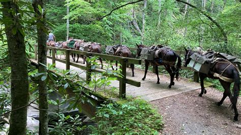 Hurricane Helene relief: Mules helping to bring supplies to residents ...