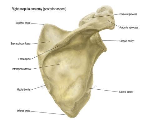 Scapula Anatomy :: Behance