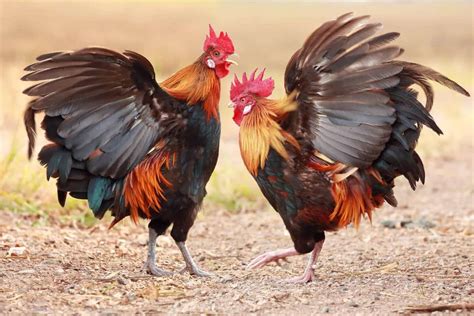 Adding A Rooster To Your Flock: Care & Quirks