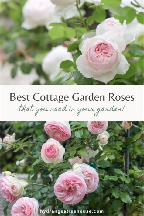 5 Best Cottage Garden Roses to Grow in Your Yard | Rose garden design, Cottage garden roses ...