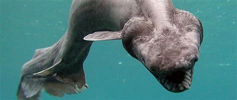 The Bizarre and Terrifying Frilled Shark | Critter Science