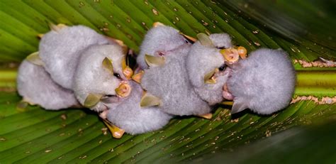 Tortuguero National Park Wildlife - R. Broadwell Wildlife Photography