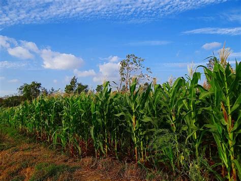 cotton, maize, cultivation, mundgod, india | Pikist