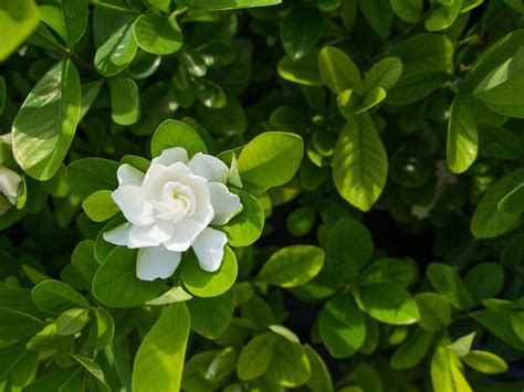 Tips & Information about Gardenia - Gardening Know How