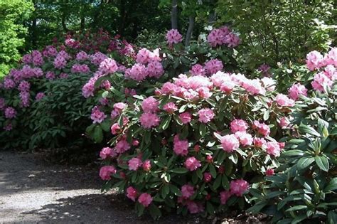 LIVE Plant Evergreen, Rhododendron 'Helsinki University', rhododendron ...