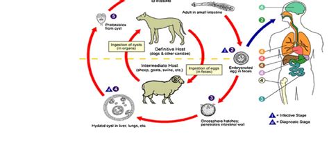 Life cycle of Echinococcus granulosus | Download Scientific Diagram