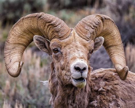 Bighorn Sheep - Wind River Country