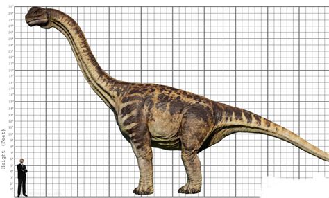 My Camarasaurus size comparison by EthanThomas2022 on DeviantArt