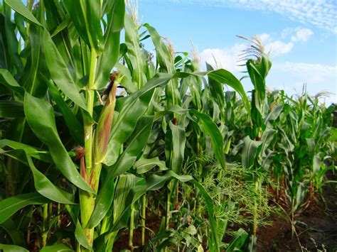 Ways to grow more maize crop in summer - Farmer News: Government ...