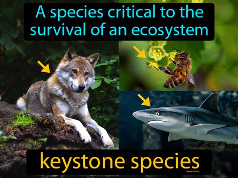 keystone species in the ocean Pin auf ocean conservation resources