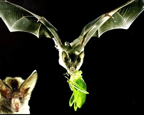 Waterhouse's leaf-nosed bat - Facts, Diet, Habitat & Pictures on ...