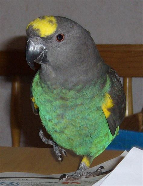 Meyer's Parrot is from the sub-Saharan Africa and very intelligent birds!