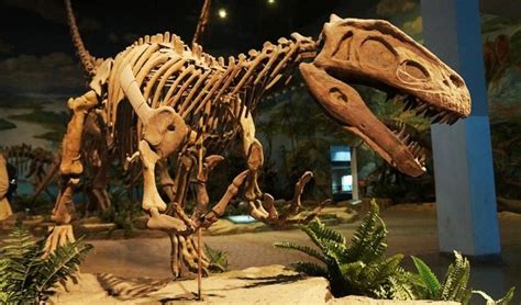 Uncovering dinosaurs in China - Australian Geographic