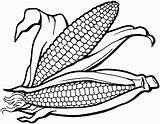 Free Indian Corn Coloring Page Download  sketch template