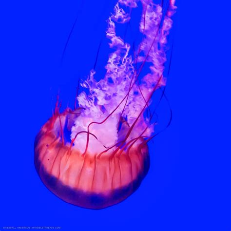 An Orange Jellyfish Takes a Dive | Invisible Threads