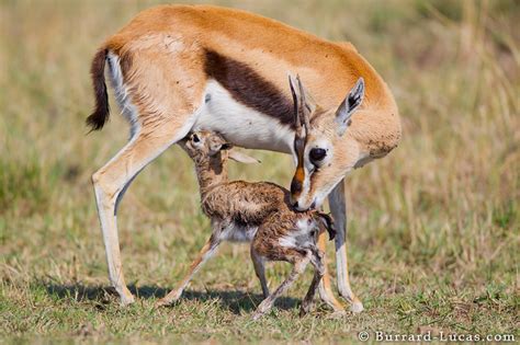 Newborn Gazelle - Burrard-Lucas Photography