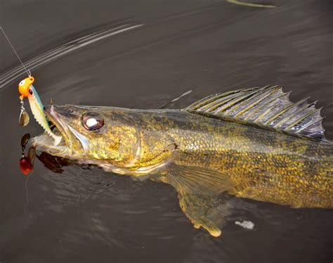 By Mark Romanack Attractor jigs like this Bait Rigs Fin Spin do an excellent job of attracting ...