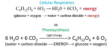 How Do The Equations For Photosynthesis And Cellular Respiration Compare - Tessshebaylo