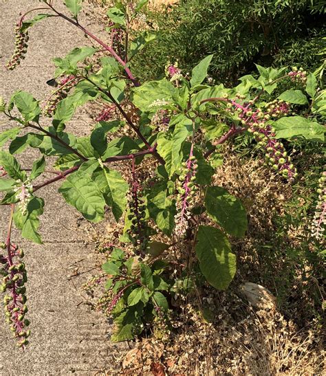 What to do when invasive pokeweed pops up in your yard: Ask an expert - oregonlive.com