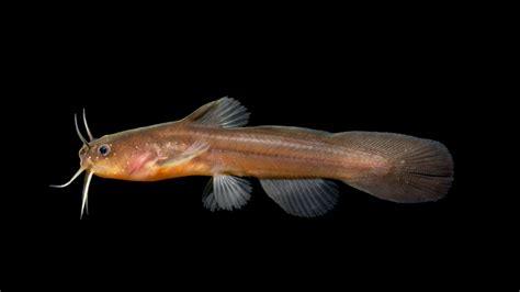 Freshwater Catfish (Family Ictaluridae) Diversity in North Carolina ...