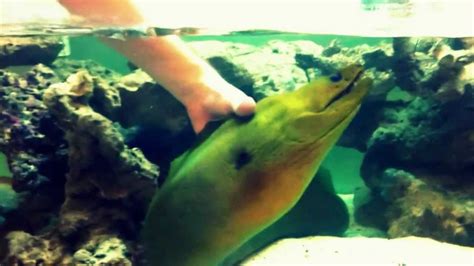 Oliver The Green Moray Eel Loves to be Petted - YouTube