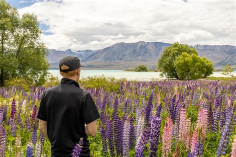 Lake Tekapo Lupins Photography Guide