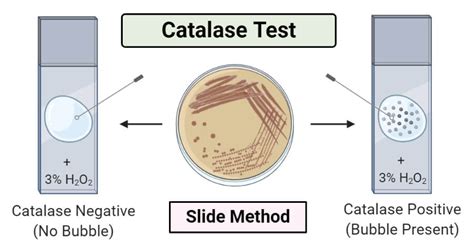 Catalase Test- Principle, Procedure, Types, Results, Uses (2022)