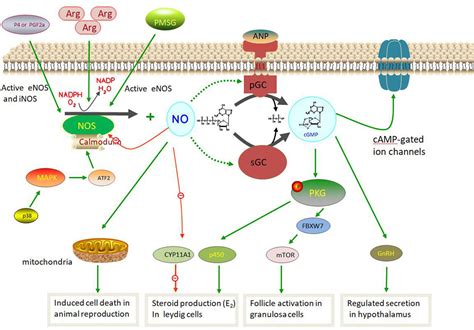 Frontiers | Nitric oxide synthase and its function in animal reproduction: an update