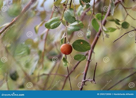 Jamblang Fruit from Indonesian Banda Aceh Editorial Stock Photo - Image of fruit, indonesian ...