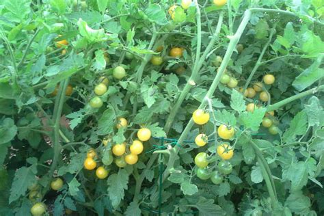 Tomato Fertilizer: How To Feed Your Plants For Ultimate Harvests | Epic ...