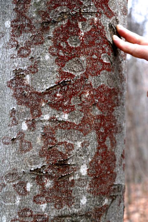 Beech Bark Disease | Trees Canadensis